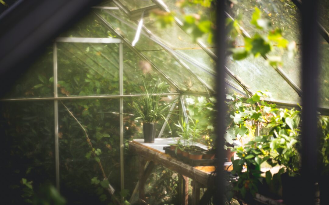 How to Organise a Greenhouse